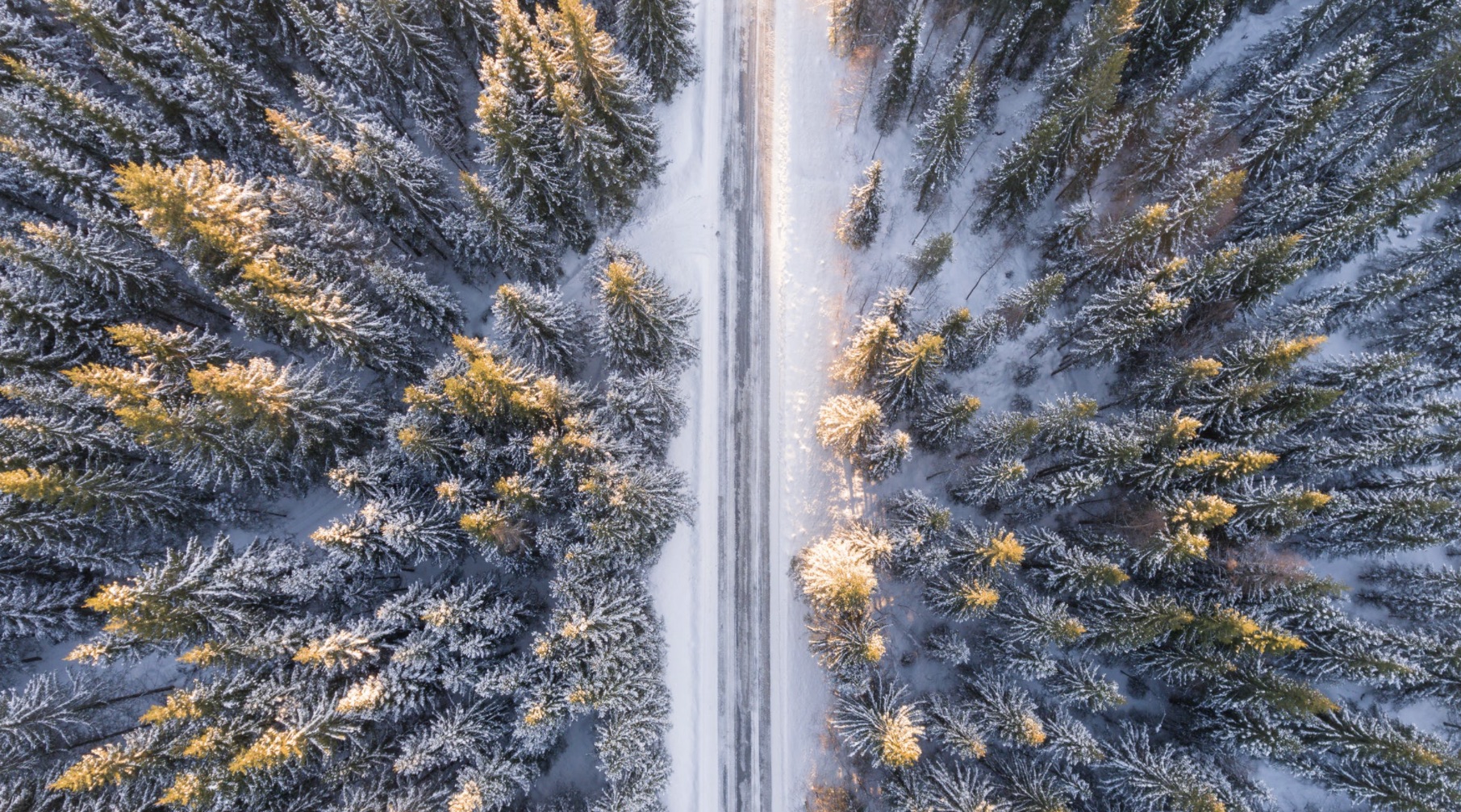 Trees and path covered in snow from an arial viewpoint.